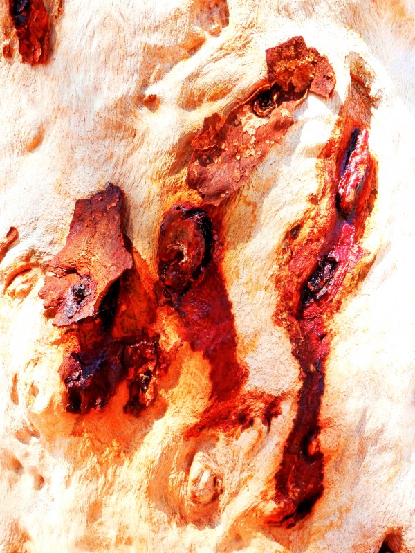 Aussie Gum Tree Bark - 13 by Lexa Harpell